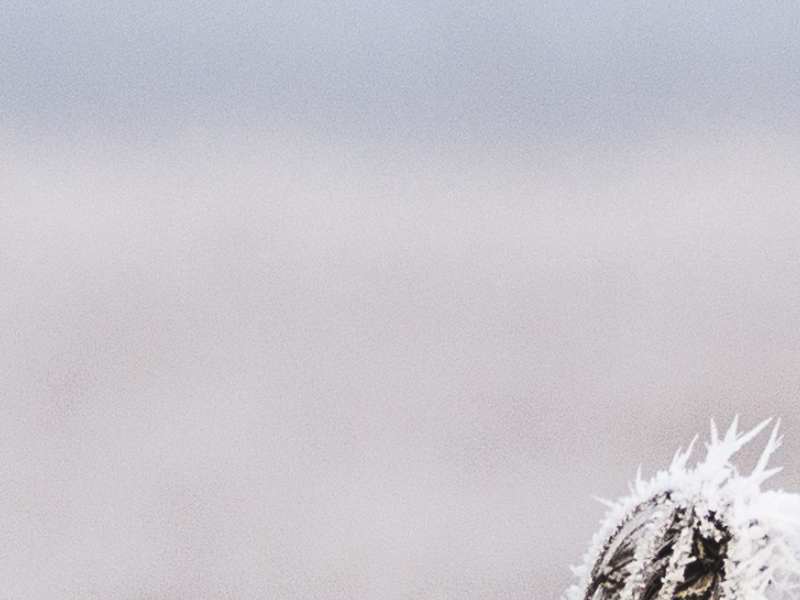 快手科技(01024)旗下可靈AI12月收入超過2000萬美元 ARR突破2.4億美元