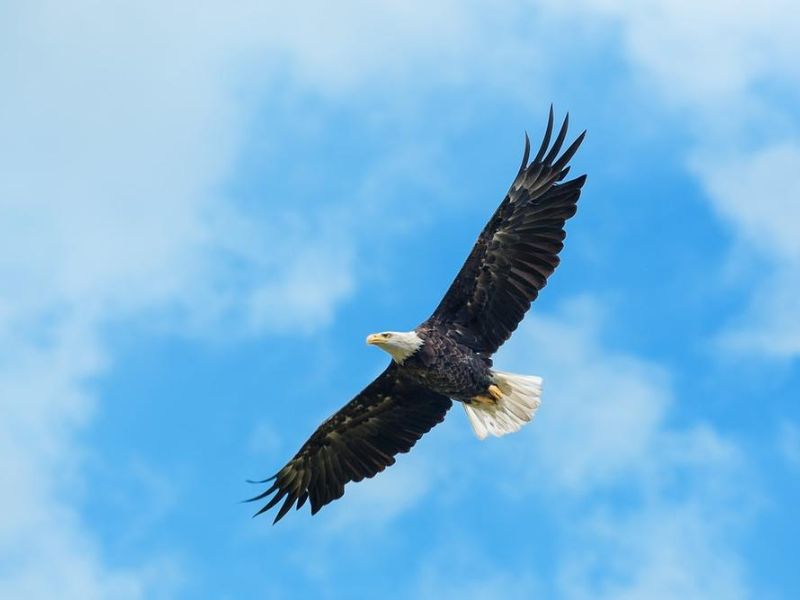 ALCO HOLDINGS(00328)股东将股票由创升证券转入富途证券国际香港 转仓市值1506.78万港元