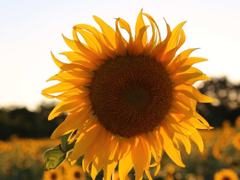 港股異動 | 美佳音控股(06939)復牌高開166% 擬獲極海中國折讓約18.7%提全購要約