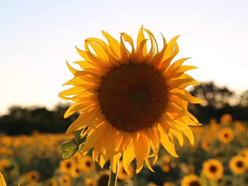 港股異動 | 粵港灣控股(01396)漲超9% 公司此前實現化債破局 加速佈局AI賽道