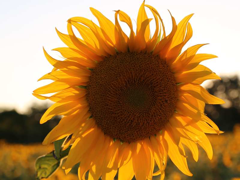 港股異動 | 萬順集團控股(01746)復牌一度漲逾70% 75%控股權可能易手