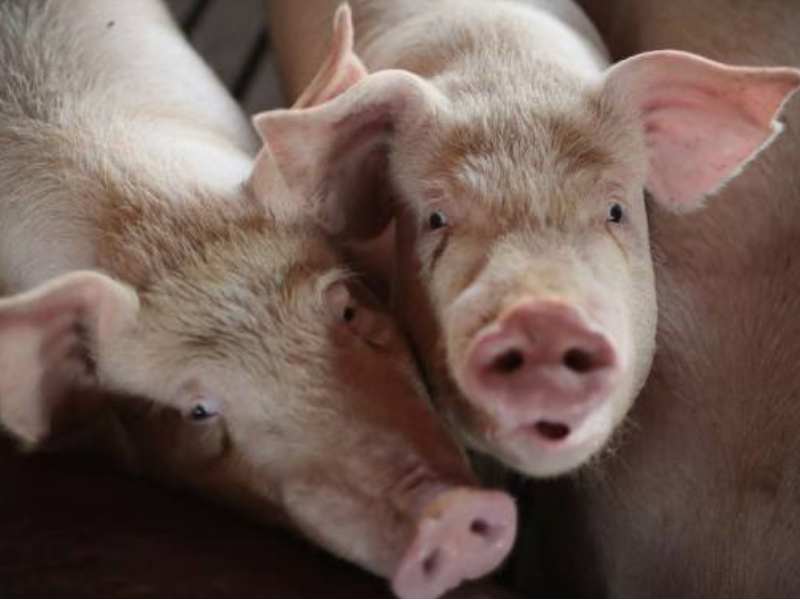 港股異動 | 中糧家佳康(01610)跌超3% 預計年度股東應占虧損約爲2.3億元至3.5億元