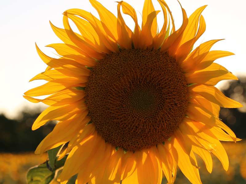 港股異動 | 正力新能(03677)高開逾5% 預計去年淨利同比增長約647.25%至801.1%