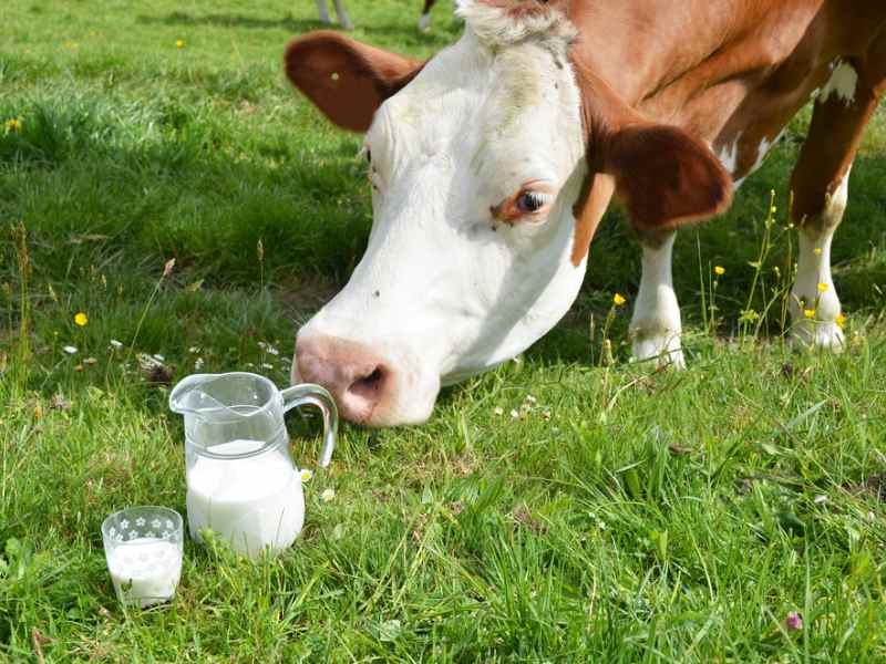 開源證券:首予優然牧業(09858)“增持”評級 肉奶價格共振在即