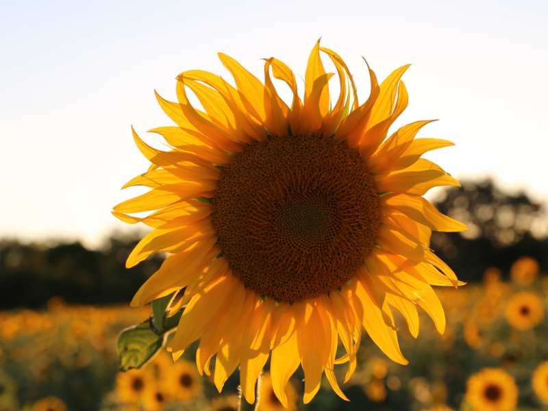 港股异动 | 中国金融国际(00721)涨超21% 发行新股引入范式智能