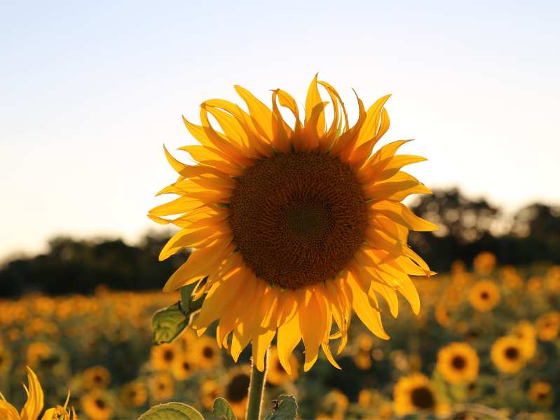 美的集團2025年營收4585億 利潤100%分紅