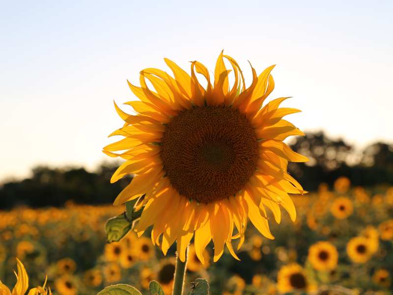 港股异动 | 玮俊生物科技(00660)复牌一度飙升400% 宣布与多家央企及跨国巨头拓全球新能源市场